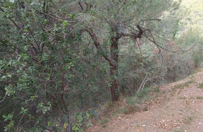 Terrains de loisirs à vendre e de 7 769,00 m² PEILLE (06) — photo 5