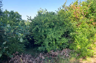 Terrain  27500 €