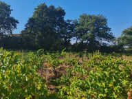 SAINTE CECILE LES VIGNES : TERRAIN  A BÂTIR  DE 557 m2 CHEMIN VIEUX — photo 2