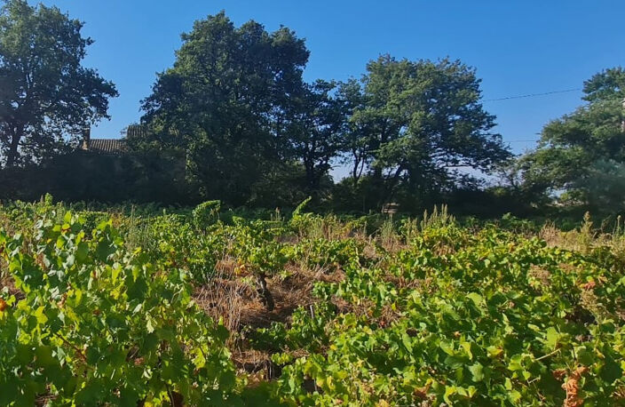 SAINTE CECILE LES VIGNES : TERRAIN  A BÂTIR  DE 557 m2 CHEMIN VIEUX — photo 2