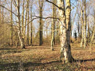 Terrain de loisirs et de détente,  Aubigny-en-Artois — photo 2