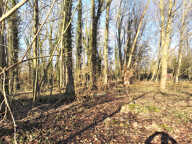 Terrain de loisirs et de détente,  Aubigny-en-Artois — photo 3