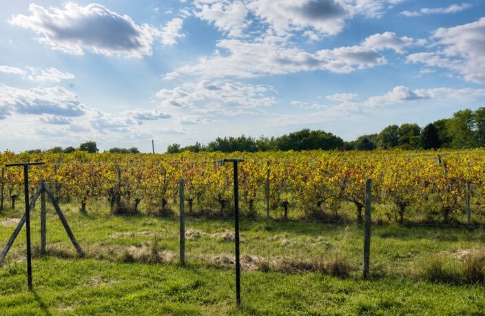 BOURG DE CARIGNAN DE BORDEAUX — photo 3