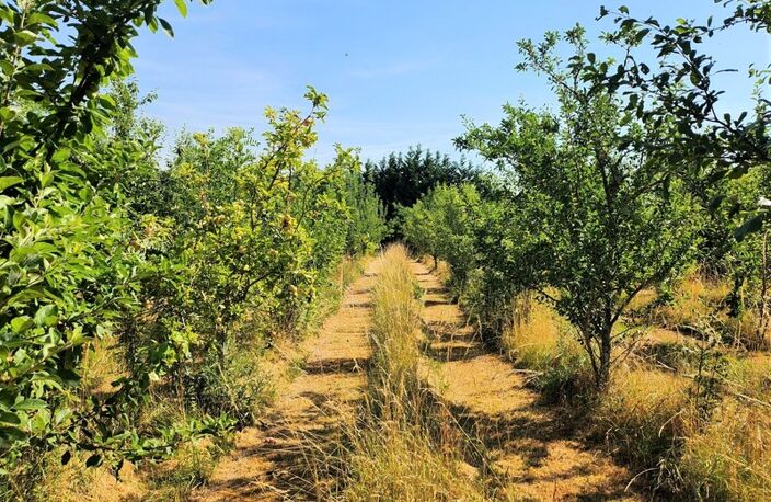 Belle longère avec dépendances - 6 pièces -  BEAUMONTOIS EN PERIGORD (24) — photo 3