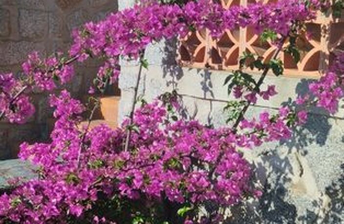 Maison de 150m2 à louer sur Petreto-Bicchisano — photo 4