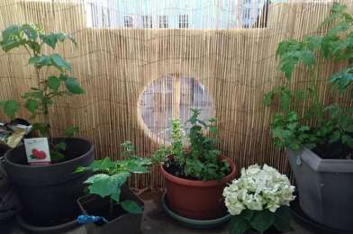 Appartement 3 pièces 960 €