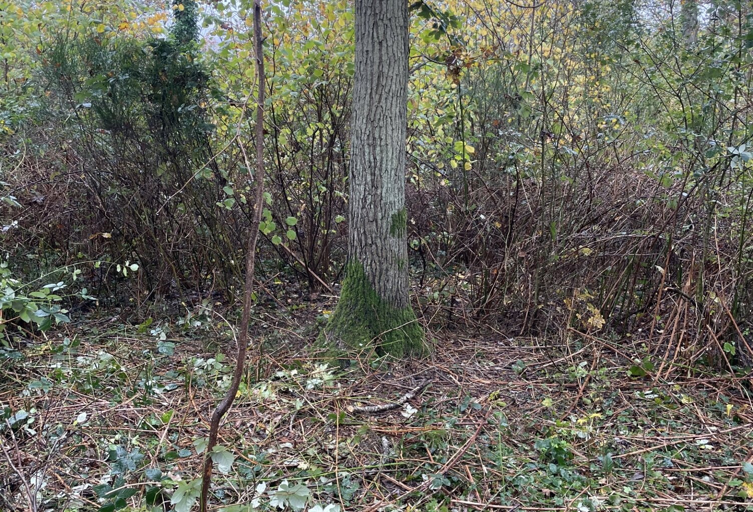 Vente Terrain 3 878 m&sup2; — photo 1