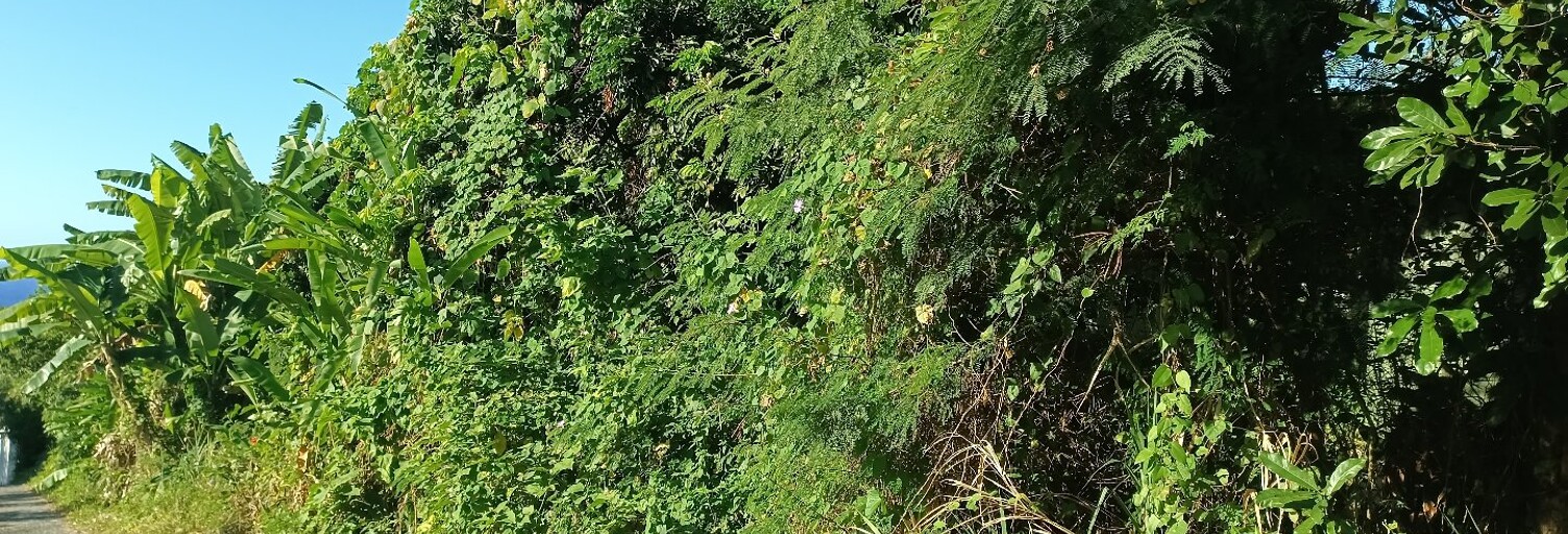 Terrain  500 m² à vendre à Sainte-Rose (97439)