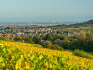 TERRAIN ECKWERSHEIM  PROXIMITE IMMEDIATE DE VENDENHEIM ET MU — photo 3