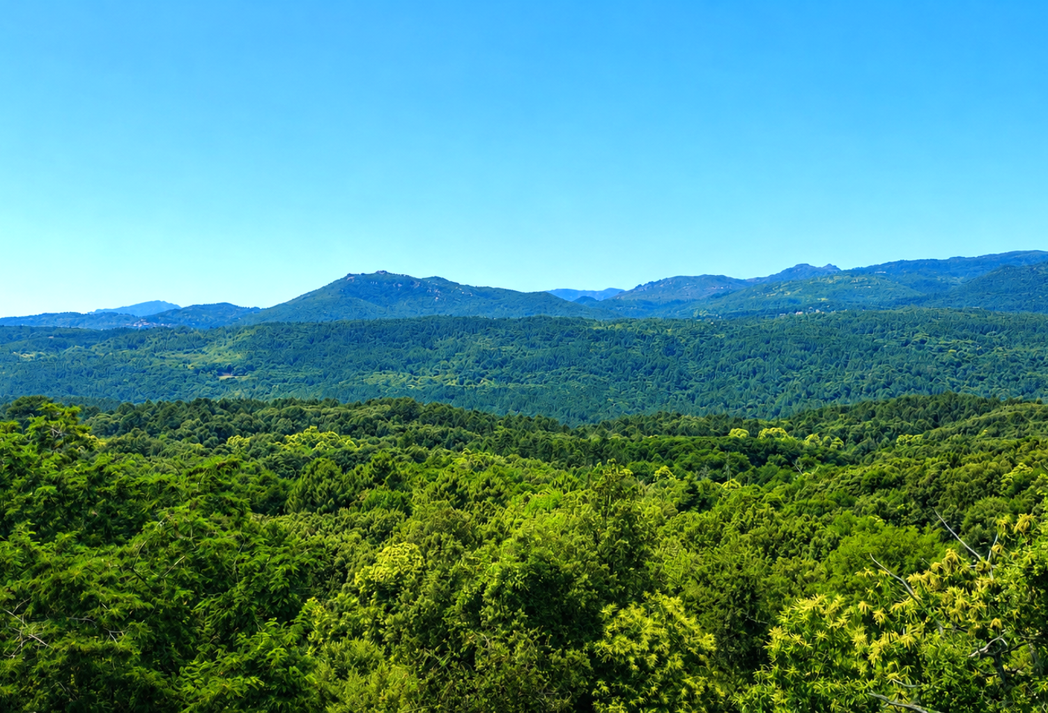TERRAIN DE 960M2 EN ZONE NATURELLE DANS LE VILLAGE DE ZONZA — photo 1