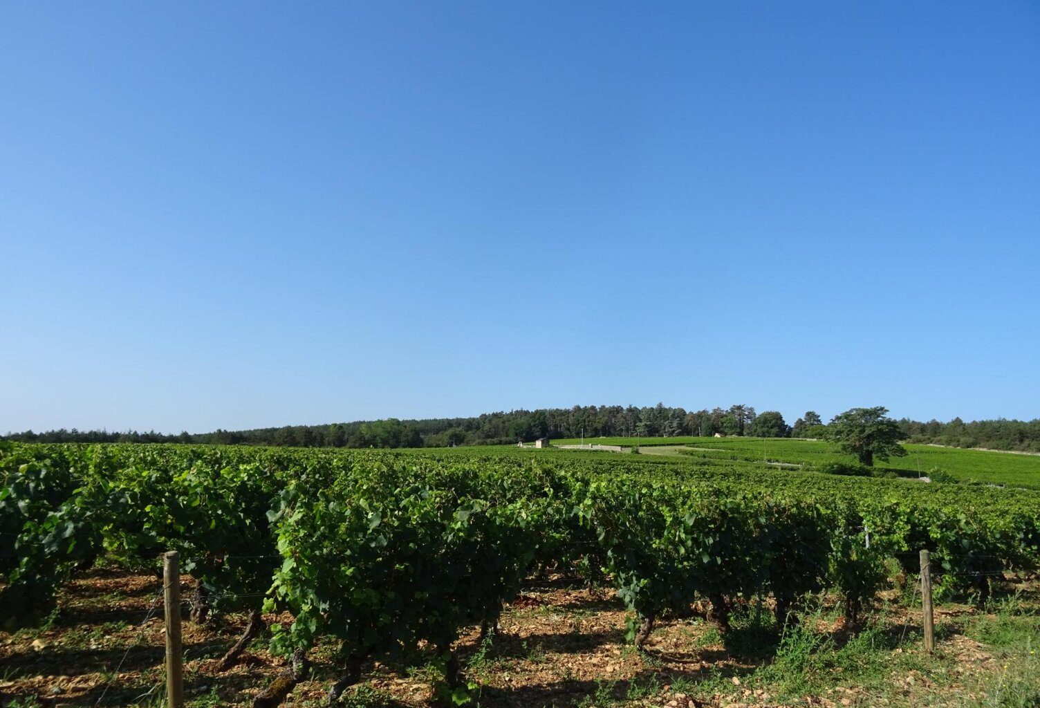 Chagny terrain vue sur les vignes — photo 1