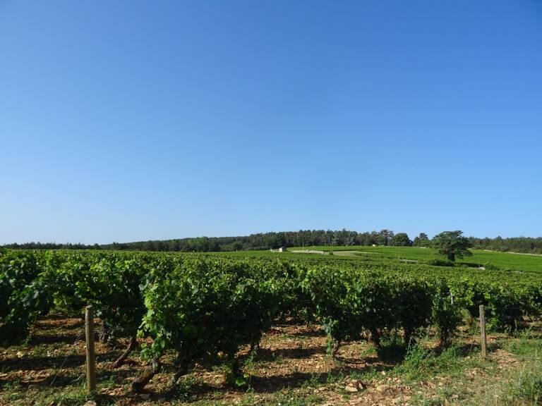 Chagny terrain vue sur les vignes — photo 1