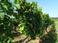 Chagny terrain vue sur les vignes — photo 2