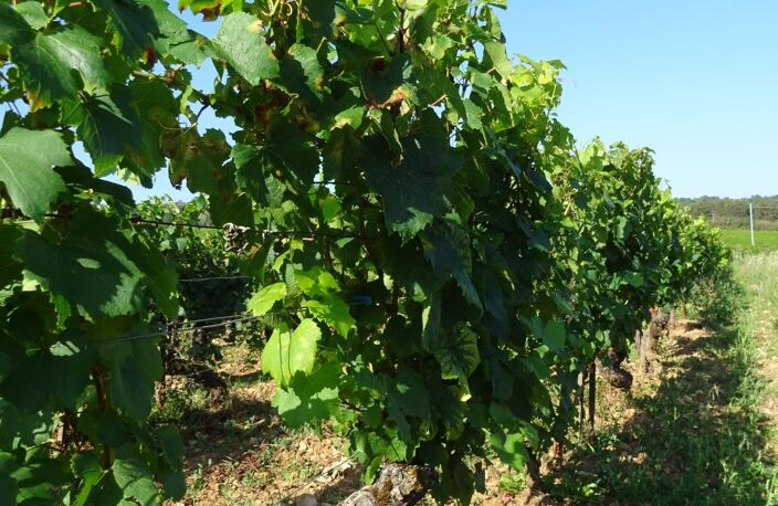 Chagny terrain vue sur les vignes — photo 2