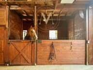 Propriété d’exception où chaque détail a été pensé pour le cheval… et pour ceux qui l’aiment proche de LAPLUME (47) — photo 2