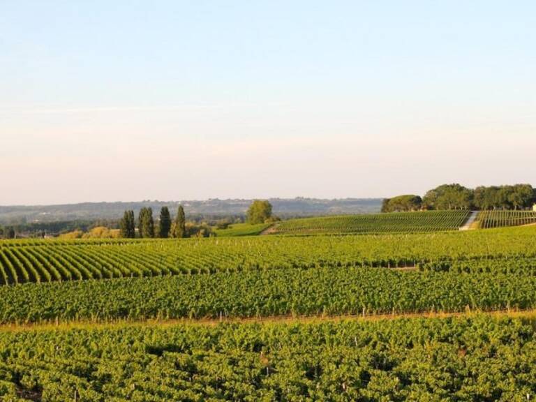 Propriété avec vue dégagée sur le vignoble du sauternais — photo 1