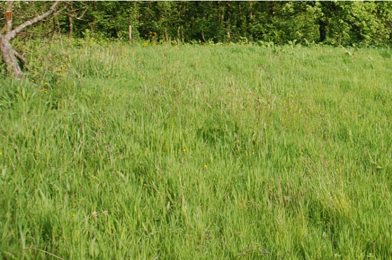Terrain  56000 €