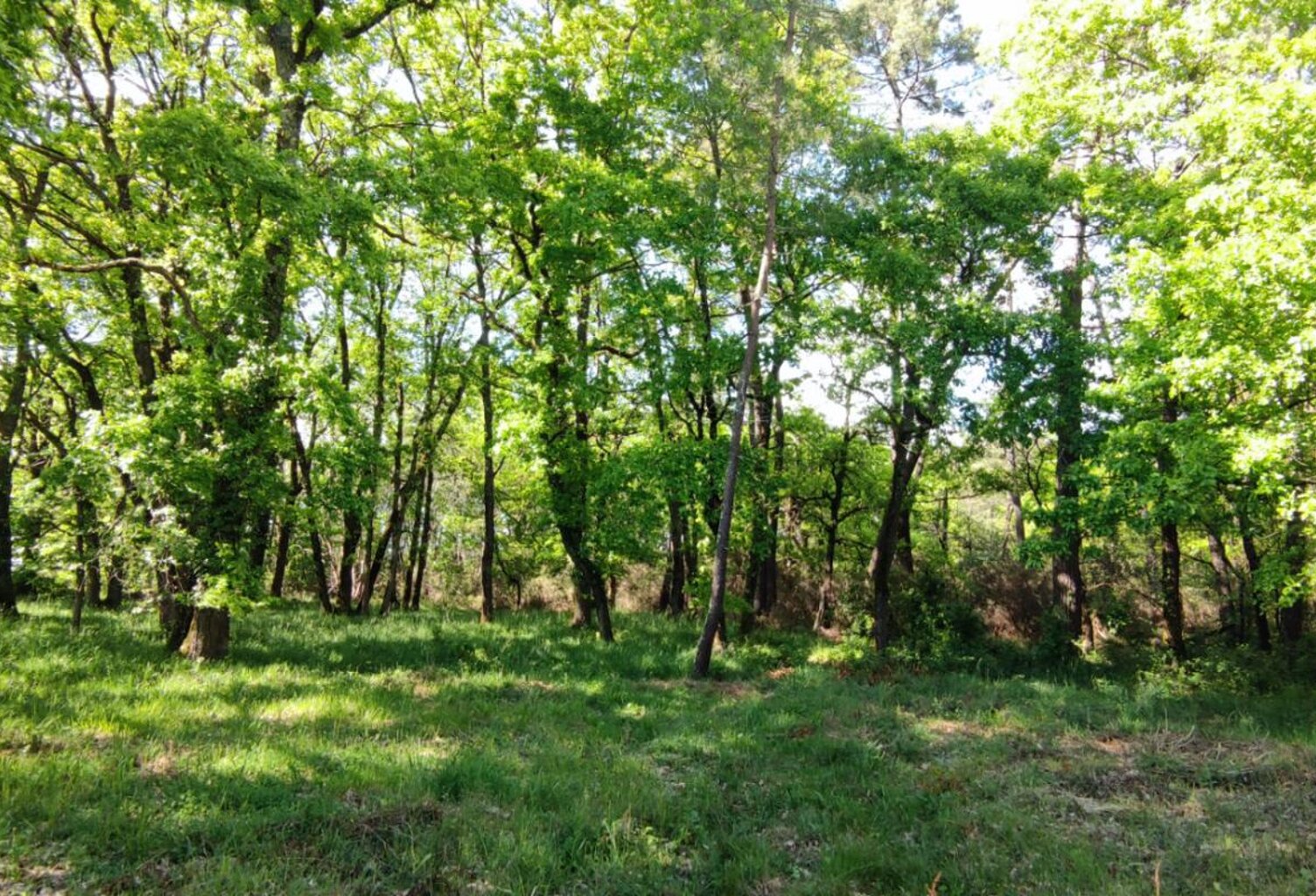 Terrain constructible boise 2980m2 — photo 1