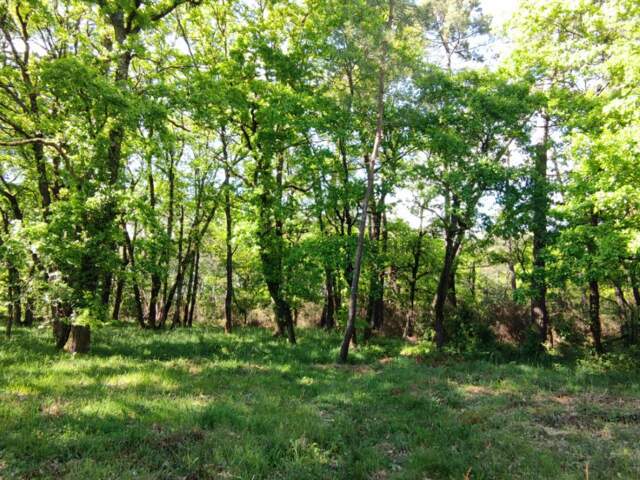 Terrain constructible boise 2980m2 — photo du bien