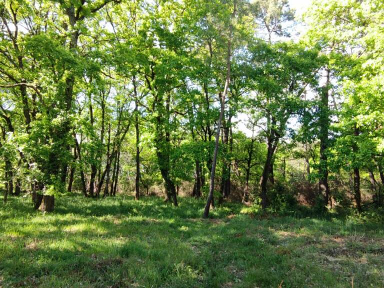 Terrain constructible boise 2980m2 — photo 1