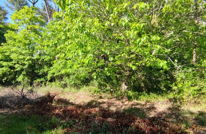 Terrain constructible boise 2980m2 — photo 2