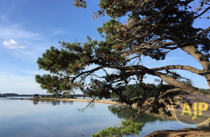 ILE D' ARZ — photo 4
