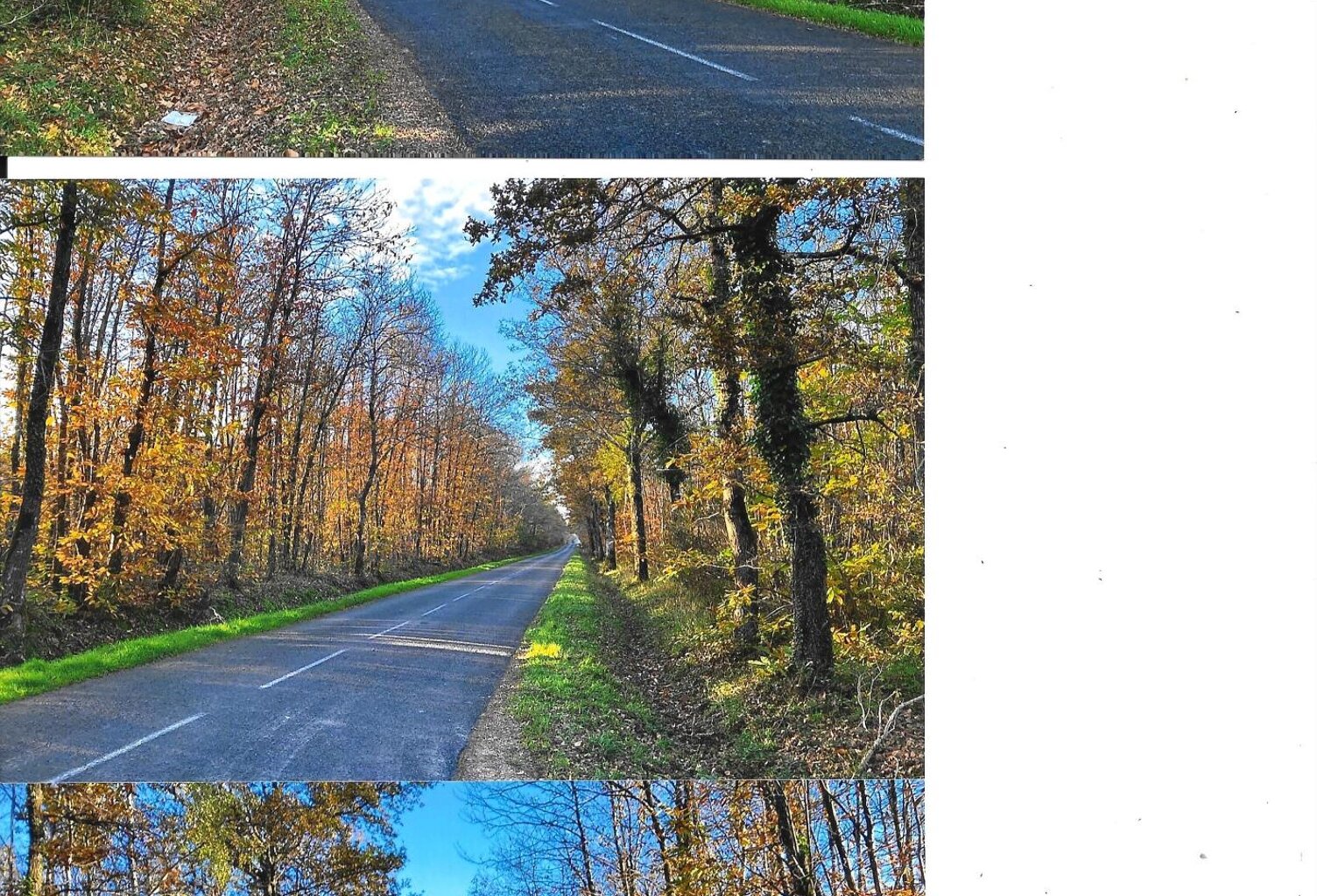 Vaste domaine forestier de presque 9 hectares ! — photo 1