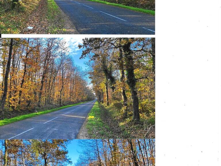 Vaste domaine forestier de presque 9 hectares ! — photo 1