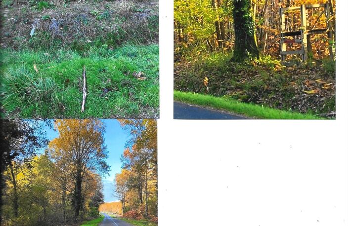 Vaste domaine forestier de presque 9 hectares ! — photo 2