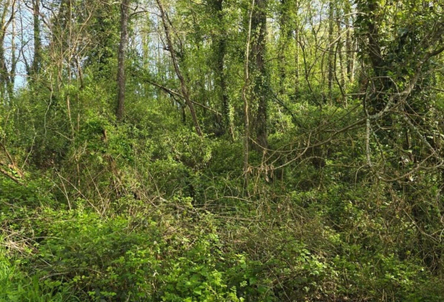 Terrain à vendre non constructible  de 2 500,00 m² LE CHAMP SAINT PERE (85) le piquet — photo 1