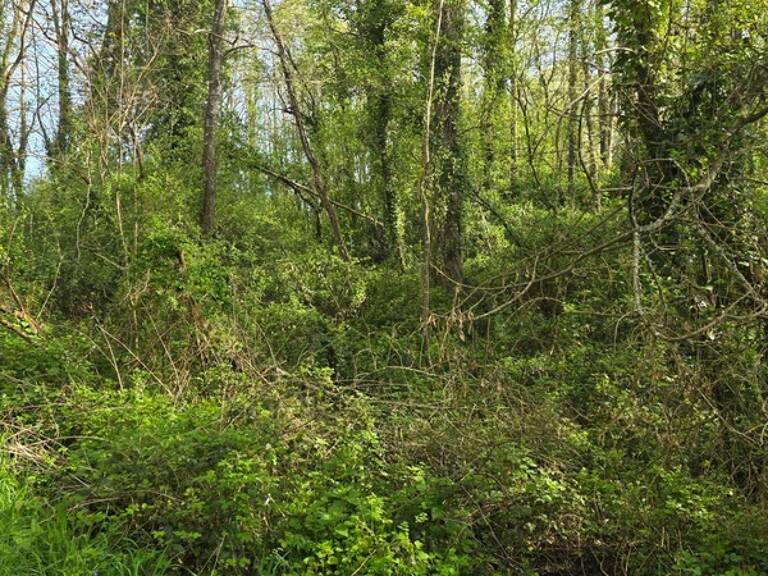 Terrain à vendre non constructible  de 2 500,00 m² LE CHAMP SAINT PERE (85) le piquet — photo 1