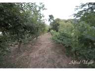 Terrain — photo 4