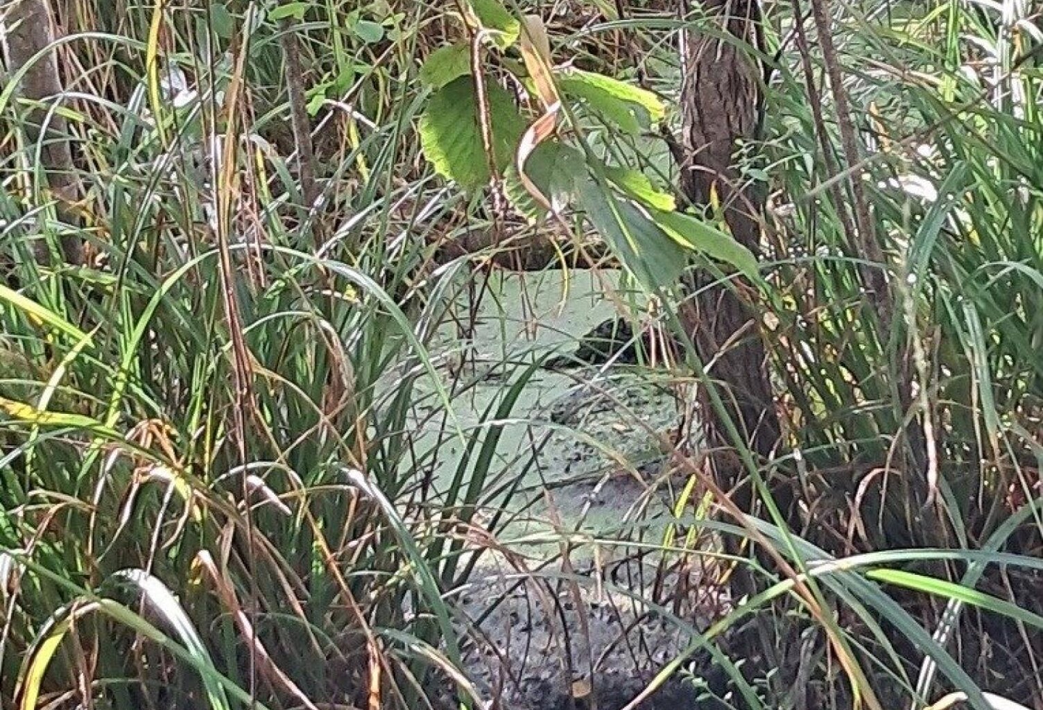 2 propriétés dont la nature a repris son droit — photo 1