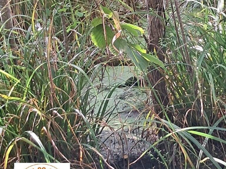 2 propriétés dont la nature a repris son droit — photo 1