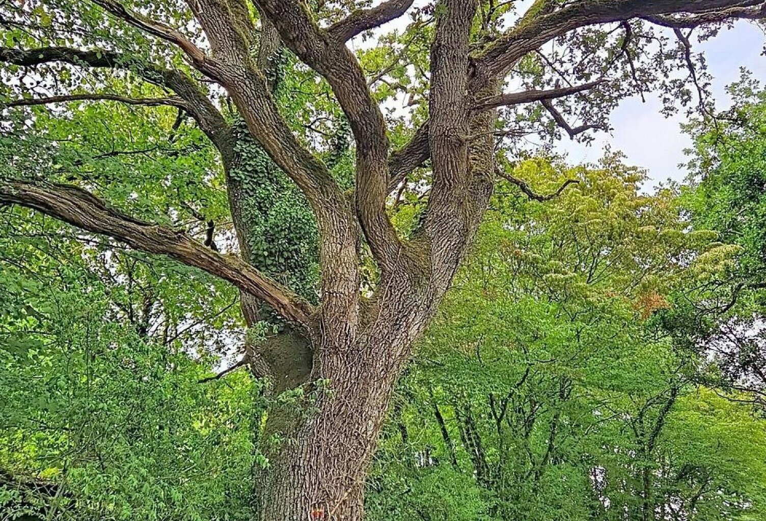 Belle parcelle de bois à proximité d'un petit village du berry — photo 1