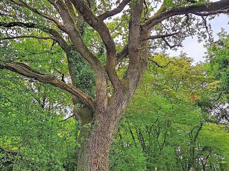 Belle parcelle de bois à proximité d'un petit village du berry — photo 1