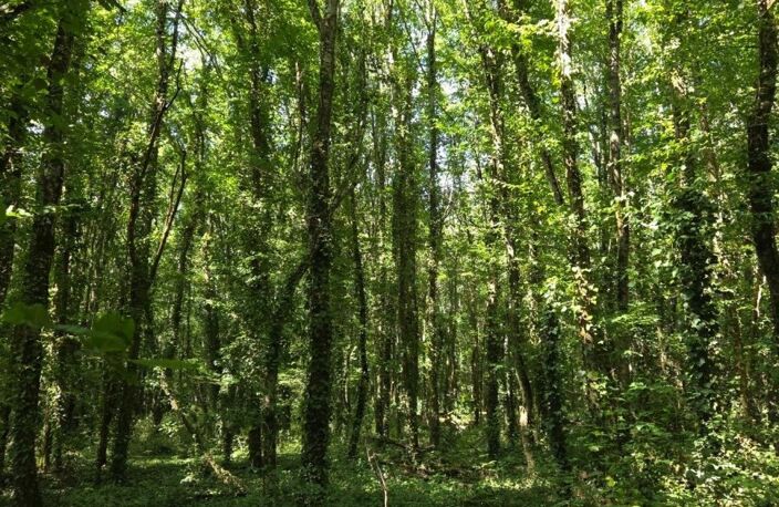 Belle parcelle de bois à proximité d'un petit village du berry — photo 4