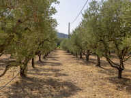 Domaine viticole avec 1 050m2 de bâtis et 300 000m2 (30 hectares) de vignes — photo 4