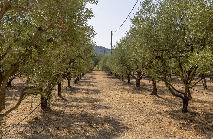 Domaine viticole avec 1 050m2 de bâtis et 300 000m2 (30 hectares) de vignes — photo 4
