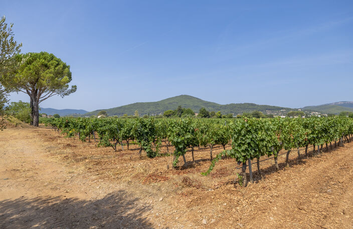 Domaine viticole avec 1 050m2 de bâtis et 300 000m2 (30 hectares) de vignes — photo 5