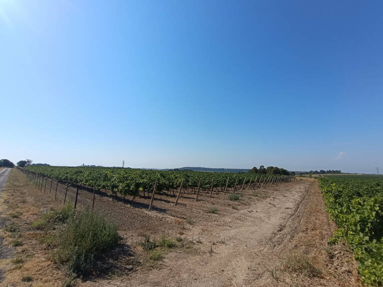 Vend vignes carbenet sauvignon noir à Montady/capestang — photo 1