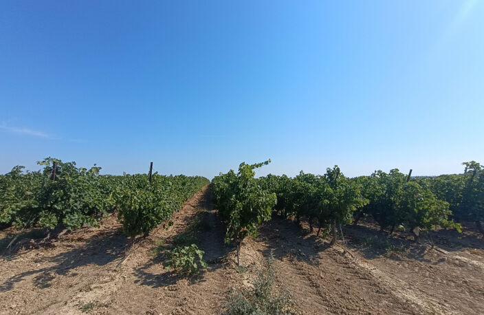 Vend vignes carbenet sauvignon noir à Montady/capestang — photo 2