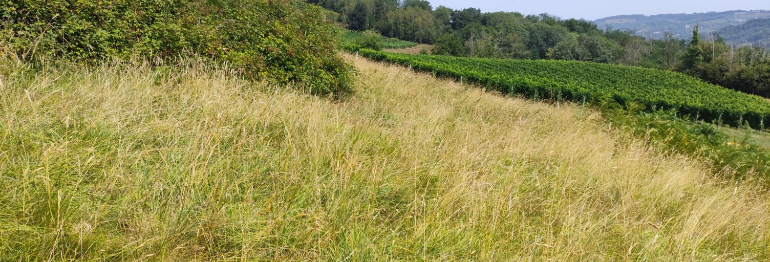 Terrain  1000 m² à vendre à Monein (64360)