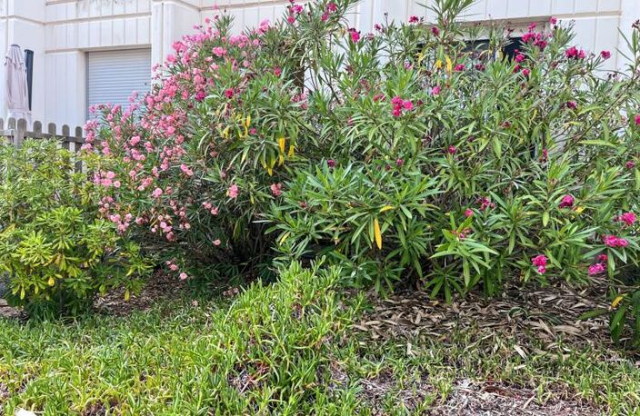 Vente appartement 1 pièce 22 m² Soulac-sur-Mer (33780) — photo 4