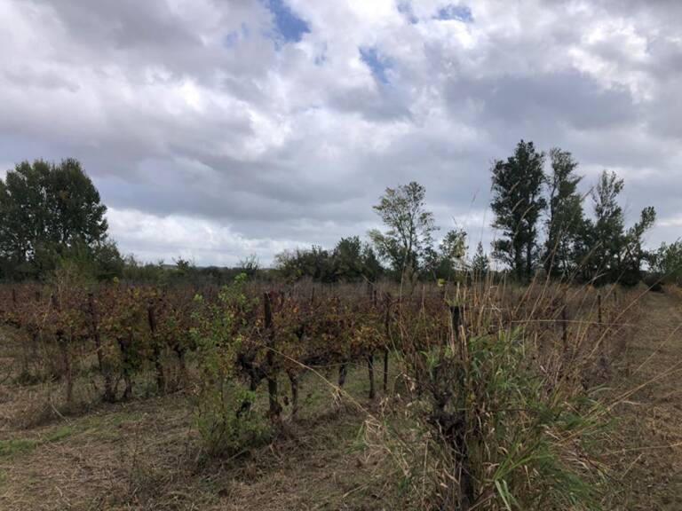 Terrain Castillon Du Gard 1ha 8960 m2 60000 — photo 1