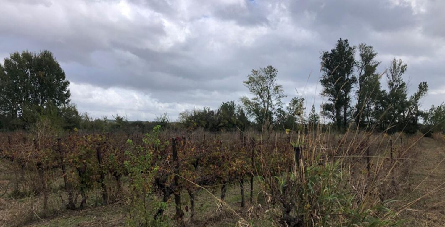 Terrain Castillon Du Gard 1ha 8960 m2 60000 — photo 1