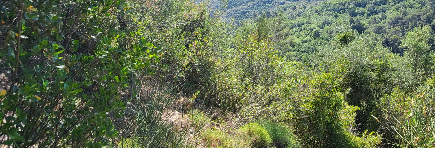 Terrain  6696 m² à vendre à Peille (06440)