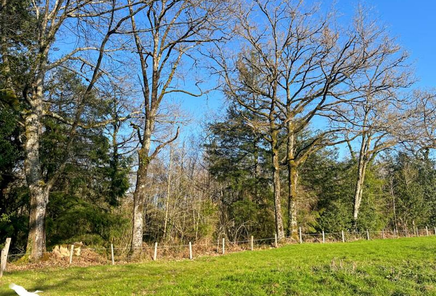 Forêt de 0 pièces principales — photo 1
