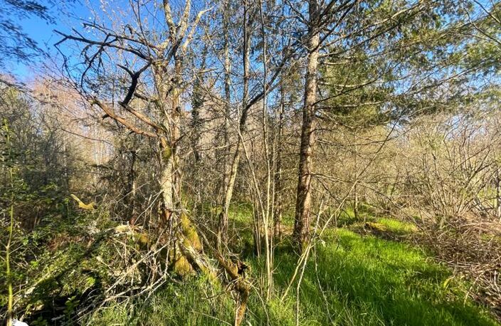 Forêt de 0 pièces principales — photo 2