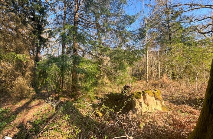 Forêt de 0 pièces principales — photo 3